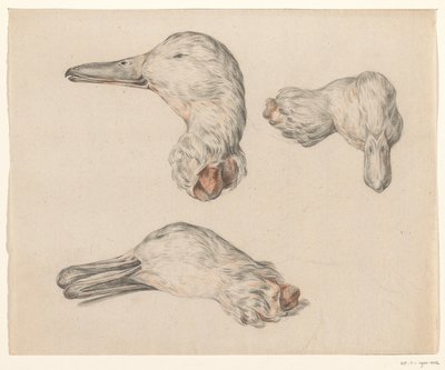 Cabeça cortada de um pato de Jean Bernard