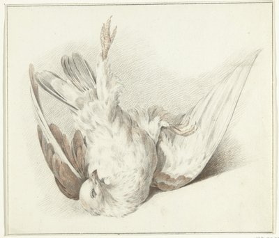 Pombo morto de Jean Bernard