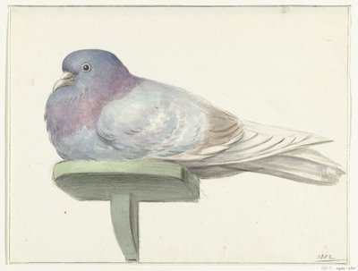 Pombo sentado em uma prancha de Jean Bernard