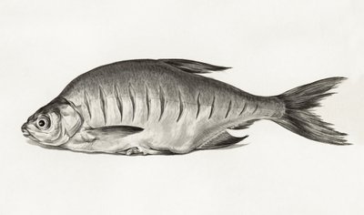Fish (1775–1833) de Jean Bernard