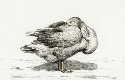 Ganso (1816) de Jean Bernard