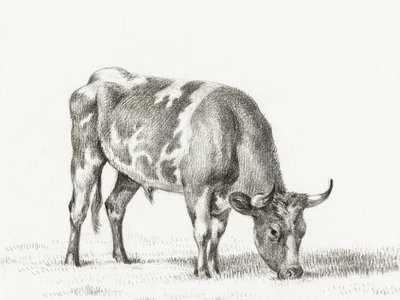 Touro em pastagem de Jean Bernard