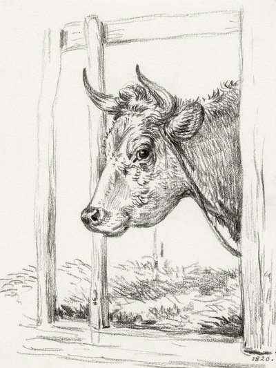 Cabeça de vaca (1820) de Jean Bernard