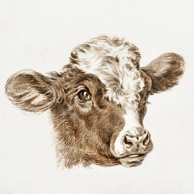Cabeça de vaca de Jean Bernard