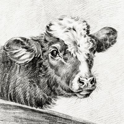 Cabeça de vaca de Jean Bernard