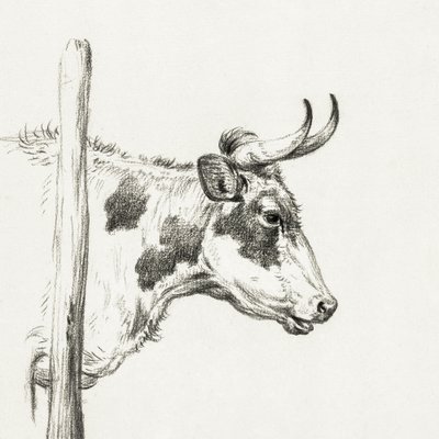 Cabeça de vaca, virada para a direita (1820) de Jean Bernard