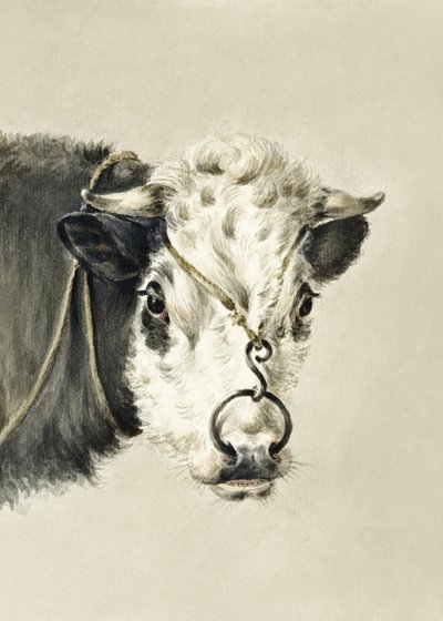 Cabeça de vaca com um anel no nariz (1820) de Jean Bernard