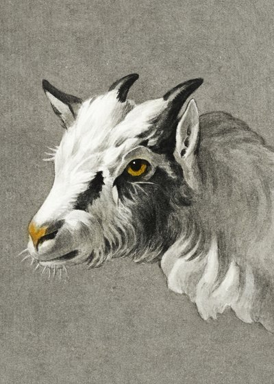 Cabeça de cabra – Modo Retrato de Jean Bernard