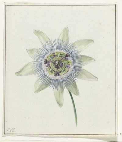 Flor de Paixão de Jean Bernard