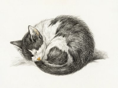 Gato enrolado, deitado e a dormir (1825) de Jean Bernard
