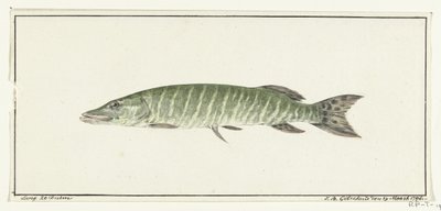 Pike de Jean Bernard