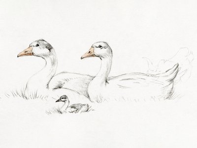 Dois gansos com uma cria (1775–1833) de Jean Bernard