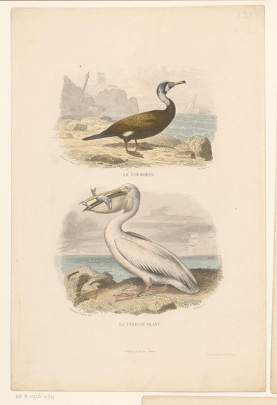Aalscholver en witte pelikaan
Le cormoran (título sobre o objecto)
Le pélican blanc (título sobre o objecto) de Jean Charles Pardinel