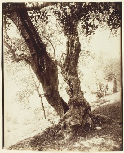 Olivier, Nice (Olive Tree, Nice) de Jean Eugène Auguste Atget