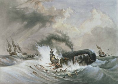 A baleia de Jean Francois (after) Garneray