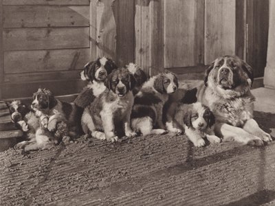 Suíça: Os famosos cães de São Bernardo (foto p/b) de Jean Gaberell