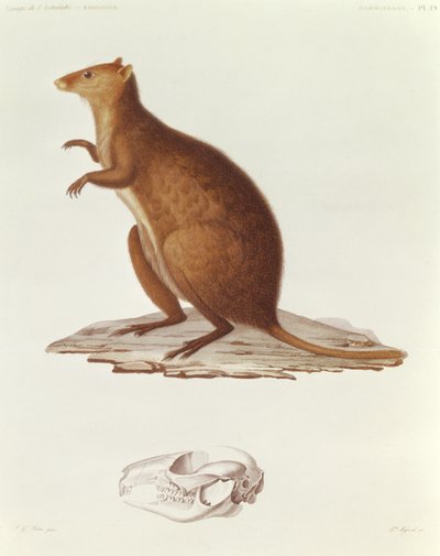 O Wallaby ou Canguru-de-cauda-curta (setonix brachyrus) ilustração de Voyage de la Corvette lAstrolabe Pingente les Annes 1826-29 por Jules Sebastien César Dumont dUrville (1790-1842) 1830-35 (engr de Jean Gabriel Pretre