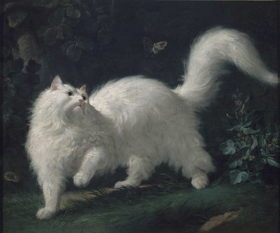 Angora cat perseguindo uma borboleta, c. 1760 (óleo sobre tela) de Jean Jacques Bachelier