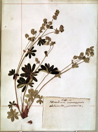 Alquemila, de um Herbário (flores prensadas) de Jean Jacques Rousseau