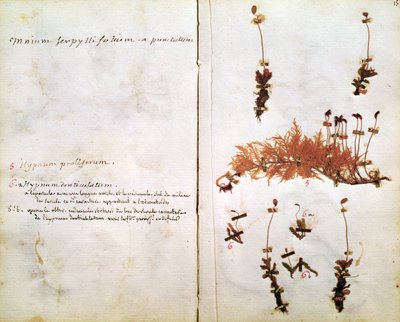 Página 15 de um herbário de Jean Jacques Rousseau