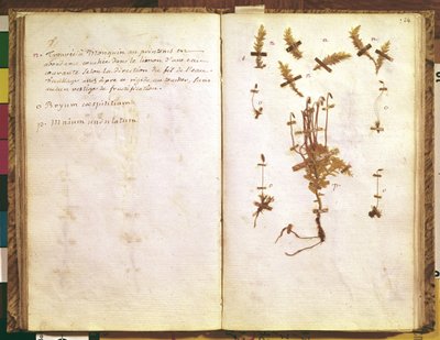 Página 24 de um herbário de Jean Jacques Rousseau