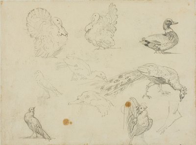 Esboços de aves de Jean Louis André Théodore Géricault