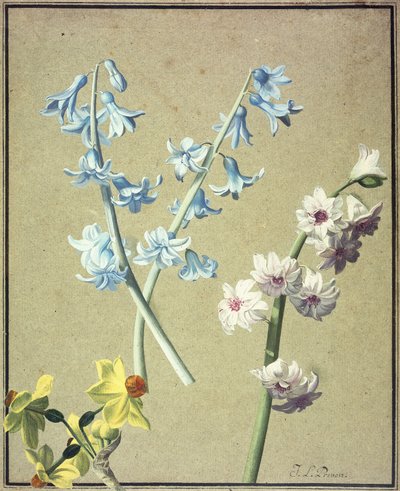 Um jacinto azul e lavanda e um narciso amarelo, c.1805 de Jean Louis Prevost