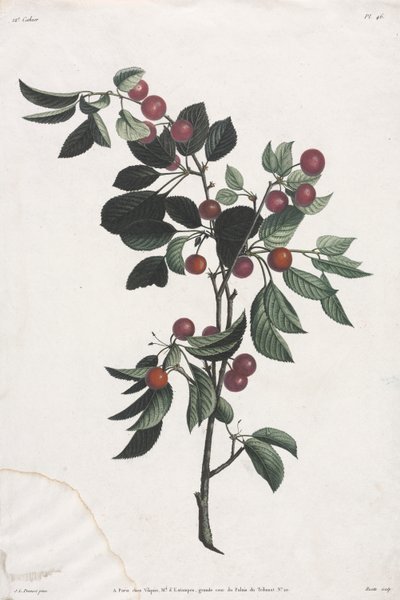 Coleta de Flores e Frutos: Ramos de Cerejeira Precoces de Jean Louis Prevost