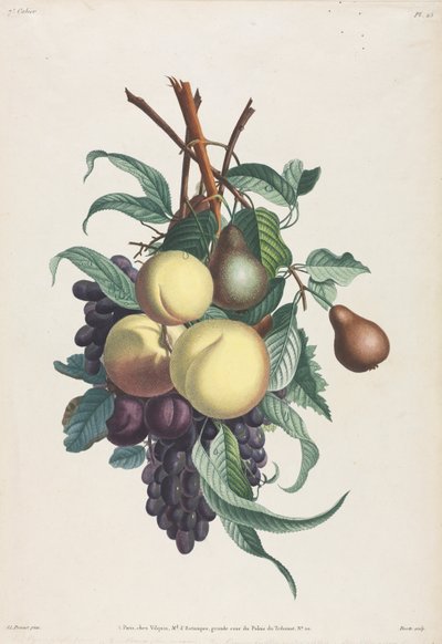 Coleção de flores e frutas: Ramos de rousselet, pêssego, ameixa e uva de Jean Louis Prevost