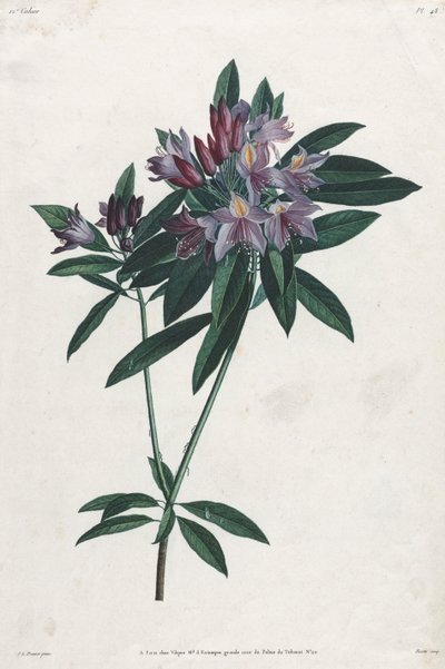 Pontic Rhododendron, 1805. de Jean Louis Prévost.