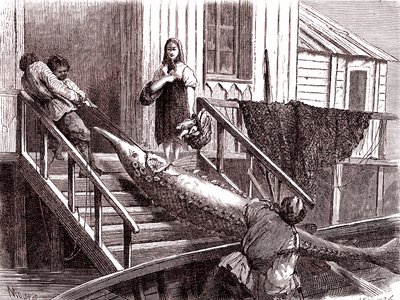 Pesca do esturjão no rio Volga, Rússia. 1867 (gravura) de Jean Pierre Moynet