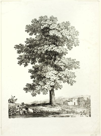 Estudo de uma árvore de Jean Victor Bertin