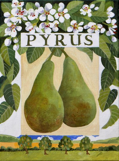 Pyrus (pera), 2014 (acrílico sobre tela) de Jennifer Abbott