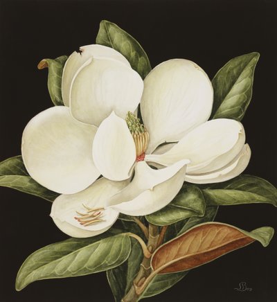 Magnolia Grandiflora, 2003 (wc no papel) de Jenny Barron