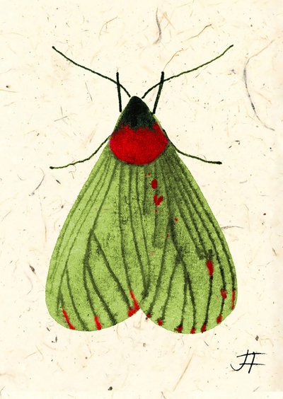 FlyMoth, 2024 (aguarela sobre papel) de Jenny Frean