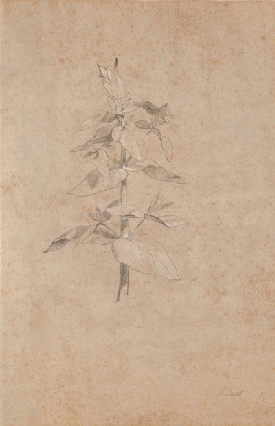 Estudo de plantas de Jens Juel