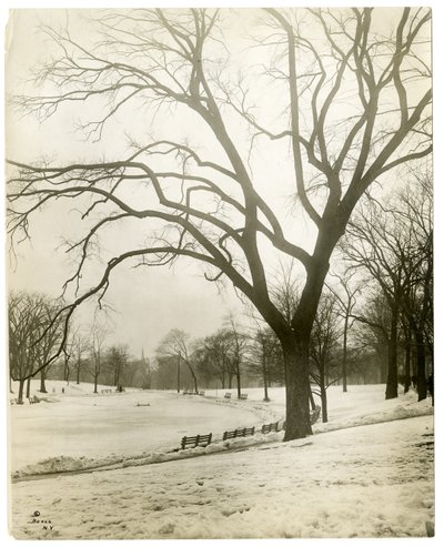 Boston Common & frog-pond, por árvore, Boston, EUA, c.1902-10 (foto gelatina prateada) de Jessie Tarbox Beals