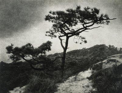 Famosos Torrey Pines de Jessie Tarbox Beals