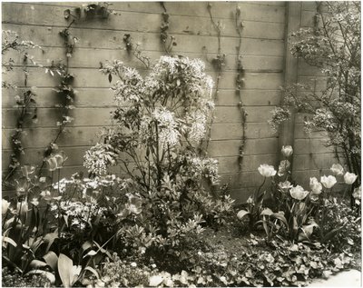 Sr. e Sra. John Morgan, 39 W 11 St Center Andromeda plant, Greenwich Village, New York, EUA, c.1939-40 (foto em prata gelatina) de Jessie Tarbox Beals
