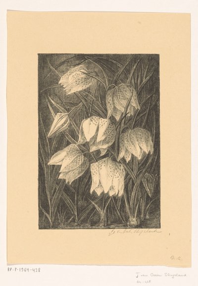 Flores de abibe de Jo van Oosten Slingeland (signed by artist)