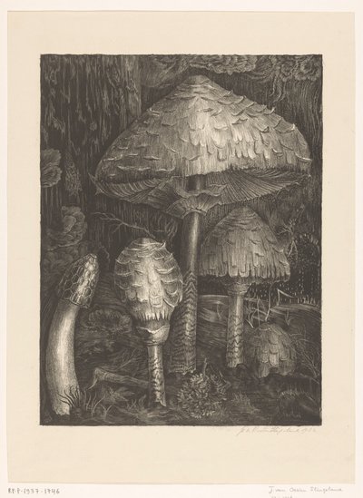 Cogumelos de Jo van Oosten Slingeland (signed by artist)