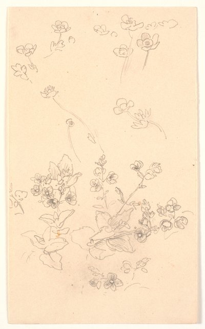 Estudos de flores de Joakim Frederik Skovgaard