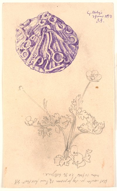 Estudo de concha e uma planta de Joakim Frederik Skovgaard