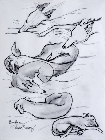Bracken, o whippet, 2000, (lápis) de Joan Thewsey