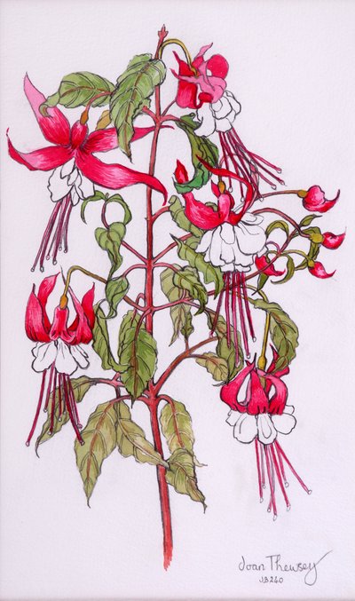 Fuchsias, 2000, lápis com cor de água de Joan Thewsey