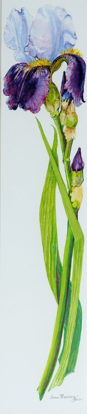 Íris com três botões, 2010, aquarela de Joan Thewsey