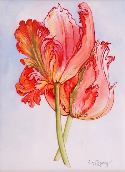 Duas tulipas Frilled, 2000, cor de água sobre papel artesanal de Joan Thewsey