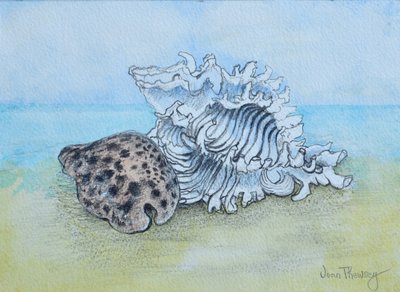 Dois Seashells (lápis e lavagem a aguarela) de Joan Thewsey