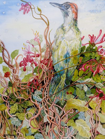 Pica-pau na madressilva, 2010, aguarela de Joan Thewsey