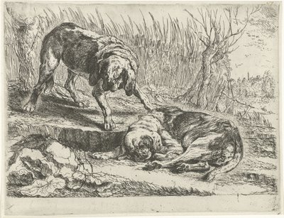 Dois cachorros Cães (título da série) de Joannes Fijt